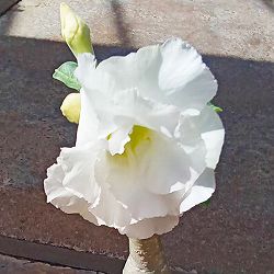 アデニウム：天空のバラ（八重咲き）ホワイトカウンティングマニー　4号ポット