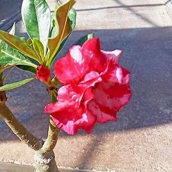 アデニウム：天空のバラ（八重咲き）ラックチャイライ　4号ポット
