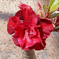 アデニウム：天空のバラ（八重咲き）ムアン・サップ・カオエン２　4号ポット