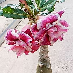 アデニウム：天空のバラ（八重咲き）レッドアンドマネー　4号ポット