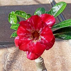 アデニウム：天空のバラ（八重咲き）ハニーレッド　4号ポット