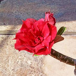 アデニウム：天空のバラ（八重咲き）チャイルドオブザサン　4号ポット