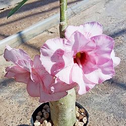 アデニウム：天空のバラ（八重咲き）ミゲル　4号ポット