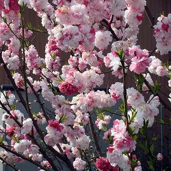 花桃：源平桃（ゲンペイモモ）4～5号ポット