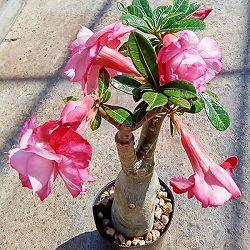 アデニウム：天空のバラ（八重咲き）ピンクシリ　4号ポット