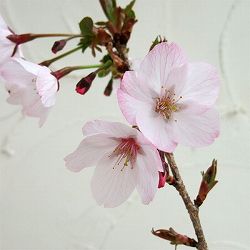 桜：御殿場（ゴテンバ)桜接木苗4～5号ポット