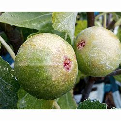 イチジク：セントジーン4号ポット