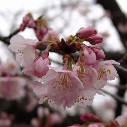 桜：熱海寒桜（アタミカンザクラ）接木苗4～5号ポット