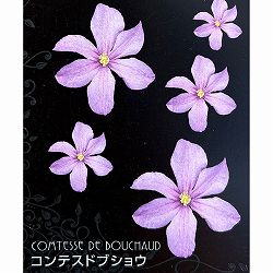 クレマチス：コンテスドブショウ4号ポット(ジャックマニー系)