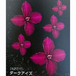 クレマチス：ダーク・アイズ4号ポット（ビチセラ系）**