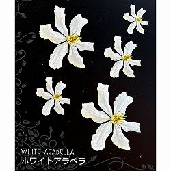 クレマチス：ホワイト アラベラ4号ポット(インテグリフォリア系)*