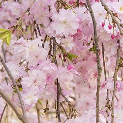 桜：雨情枝垂れ(ウジョウシダレ)接木苗 4～5号ポット