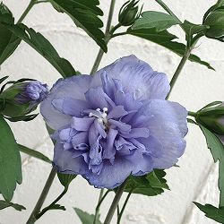 ムクゲ（槿）：青いシフォン5号ポット