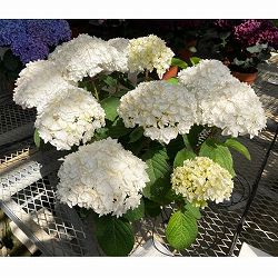 [春の鉢花予約]アジサイ：ペリエ（旧名サボン）5号鉢植え