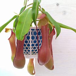 ネペンテス：アラータ アカネ 4号吊鉢入り