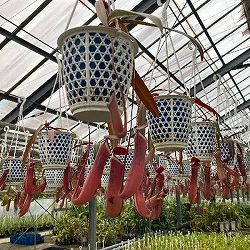 ネペンテス：アルボマルギナータ 4号吊鉢入り