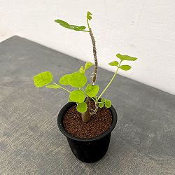 エリスリナ：メラナカンサ　３号鉢植え