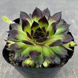 センペルビウム：ラインハルト 3号ポット