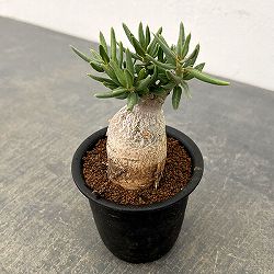 パキポディウム：ビスピノーサム　3号鉢植え26-02