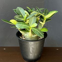 アデニウム：アラビカム　モンスター　5号鉢植え