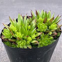 ジョビバルバ：ソボリフェラオレンジ　3号ポット