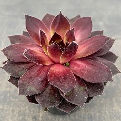 センペルビウム：クリスティーナ 3号ポット