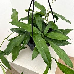 ホヤ：スラウェシアーナ　4号吊り鉢*