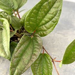 ピペル：ミャオ　 3号ポット