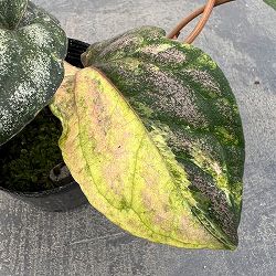ピペル：オルナツムバリエガータ 2.5号