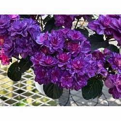 [春の鉢花予約]アジサイ：ザクロ パープル 4.5号鉢植え