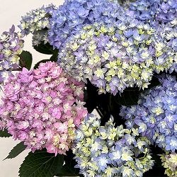 アジサイ：レインボー6号鉢植え