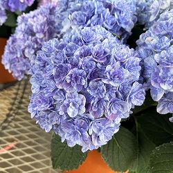 [春の鉢花予約]アジサイ：久遠（くおん）6号鉢植え