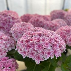 [春の鉢花予約]アジサイ：カノン ピンク 4号鉢植え