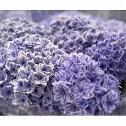 [春の鉢花予約]アジサイ：カノン ブルー 4号鉢植え