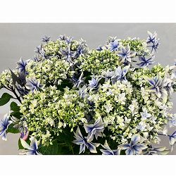 [春の鉢花予約]アジサイ：しぶき ブルー 5号鉢植え