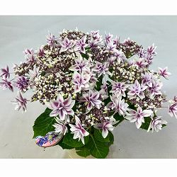 [春の鉢花予約]アジサイ：雫（しずく） ピンク 5号鉢植え