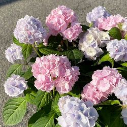 [春の鉢花予約]ヤマアジサイ：伊予獅子てまり（イヨシシテマリ） 2色植え 5.5号鉢植え