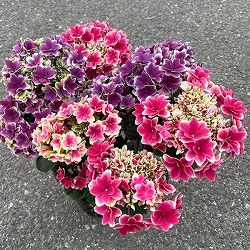 [春の鉢花予約]アジサイ：凛（りん） 2色植え 6号鉢植え