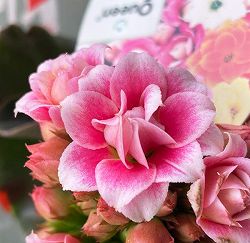 [春の鉢花予約]カランコエ：クイーンローズ　エスメ4号ポット