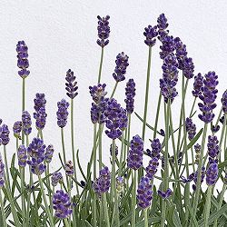 イングリッシュラベンダー：シャインブルー2.5号ポット