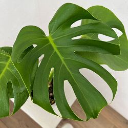 モンステラ：デリシオサ　4号鉢植え*