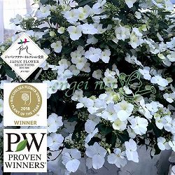 ラグランジア（アジサイ）：ブライダルシャワー大株・7号底面給水鉢植え