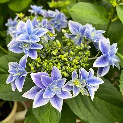 アジサイ：日和（ひより）ブルー5号鉢植え