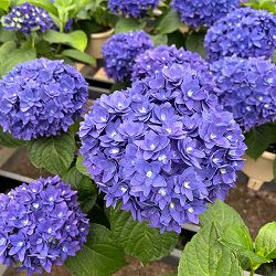 アジサイ：瑠璃毬（るりまり）ブルー5号鉢植え