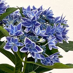 アジサイ：流星ブルー5号鉢植え