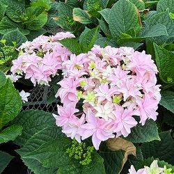 アジサイ：和（なごみ）ピンク 5号鉢植え*