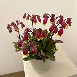 カランコエ：ウェンディ（斑入り葉）4.5号鉢植え