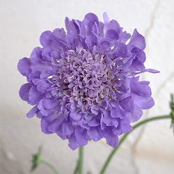 大輪スカビオサ（マツムシソウ）：ギガパープル5号鉢植え