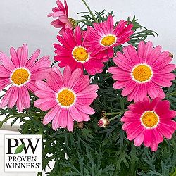 マーガレット：ストロベリーホイップ4号底面給水鉢植え*