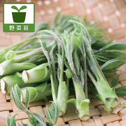 コシアブラ4.5号ポット